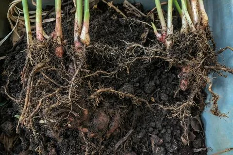 Fresh Ginger Root or Zingiber Officinale Rhizome is harvested from organic fi Stock Photos