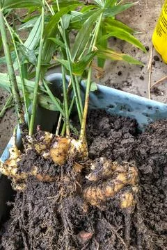Fresh Ginger Root or Zingiber Officinale Rhizome is harvested from organic fi Stock Photos