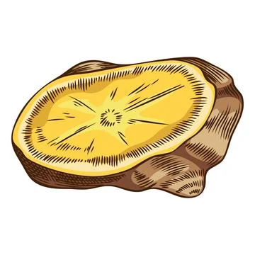 Fresh ginger root slice sketch, aromatic spice plant, mulled wine ingredient Stock Illustration