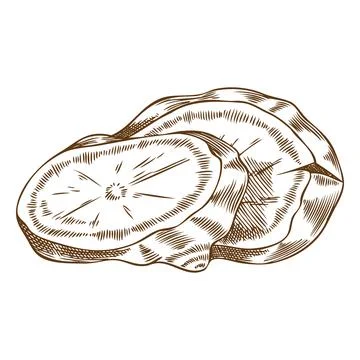 Fresh ginger root slices engraved sketch, vector hand drawn aromatic spice Иллюстрация