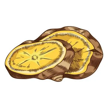 Fresh ginger root slices sketch, vector hand drawn aromatic spice, mulled wine Stock Illustration
