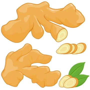 Fresh ginger roots. Vector illustration Stock Illustration