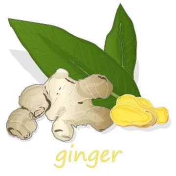 Fresh ginger on white background. Stock Illustration