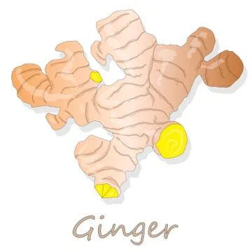 Fresh ginger on white background illustration set. Vector. Stock Illustration