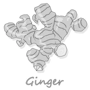 Fresh ginger on white background illustration set. Vector. Stock Illustration
