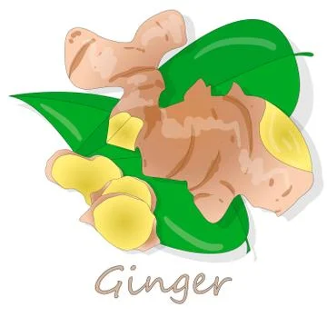 Fresh ginger on white background illustration set. Vector. Stock Illustration