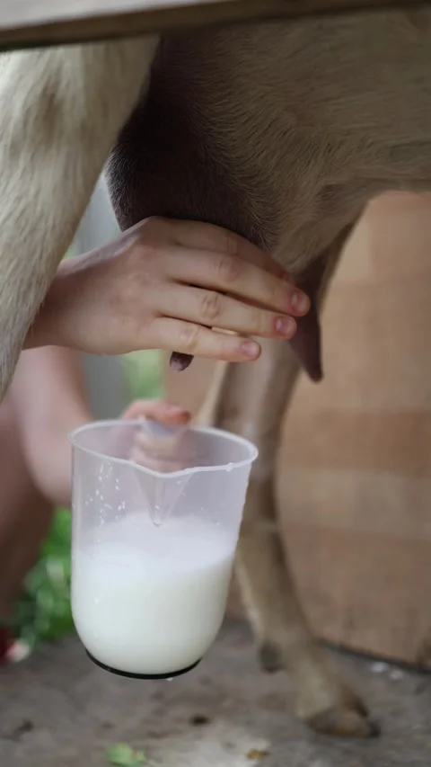 Fresh goat milk collected by hand Stock Footage 338278331