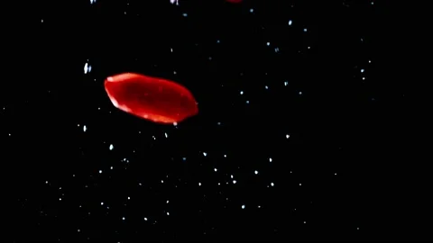 Fresh goji falling into the water Stock Footage 156451622