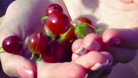Fresh gooseberry fruit Stock Footage 102176901