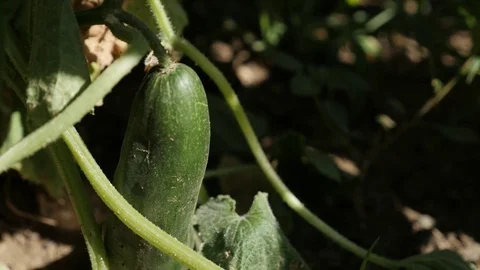 Fresh gourd family Cucurbitacea on vines video Stock Footage