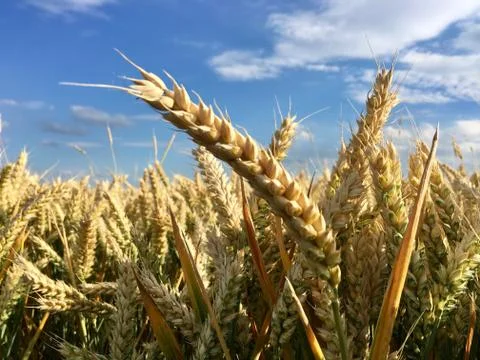 Fresh grain on the field. Stock Photos