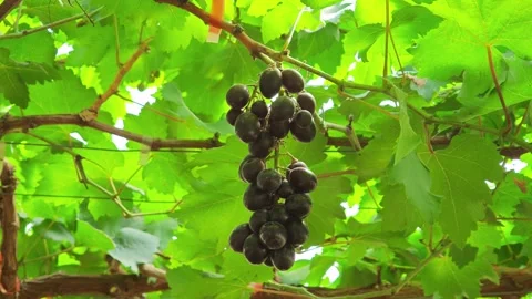 Fresh grape bunches on the farm Stock Footage 334861686