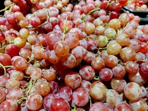 Fresh Grape Clusters Ready for Harvest in a Vineyard Under Sunny Skies Stock Photos