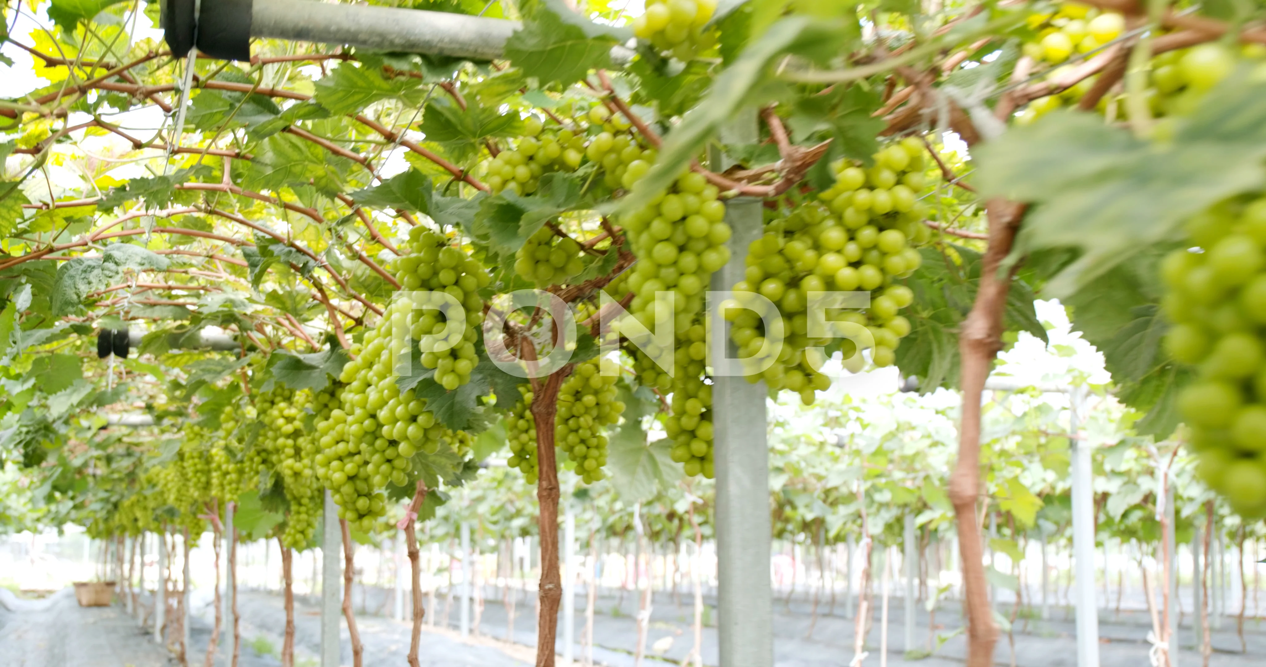 Grapes Garden Xxx Video - Fresh Grape farm garden | Stock Video | Pond5