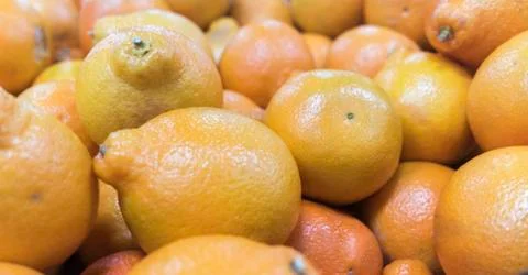 Fresh grape fruit Stock Photos