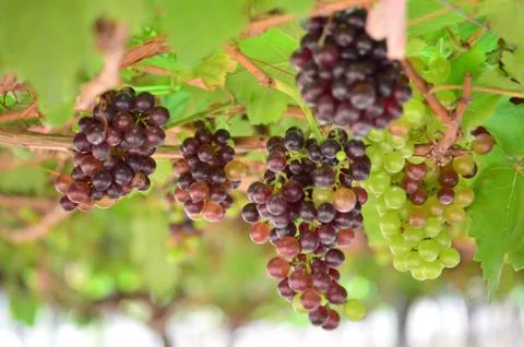 Fresh Grape Stock Photos