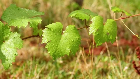 Fresh grape vine leaves covered with water droplets 動画素材 342933886