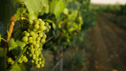 Fresh grape on the vineyard Stock Footage 169134622