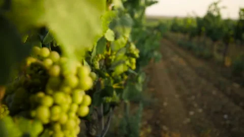Fresh grape on the vineyard Stock Footage 169134651