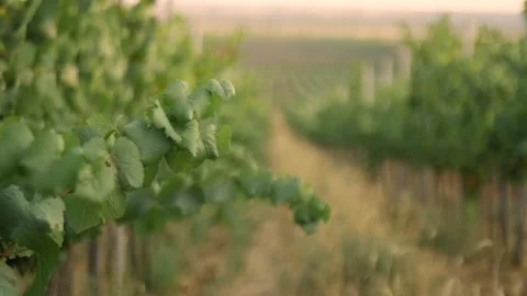 Fresh grape on the vineyard Stock Footage 169134738
