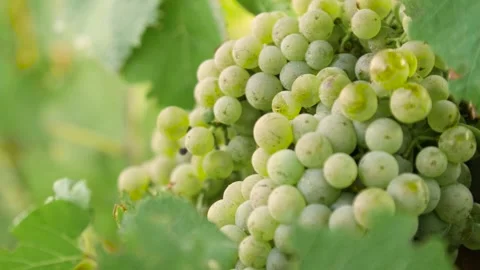 Fresh grape on the vineyard Stock Footage 169134754
