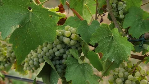 Fresh grape on the vineyard Stock Footage 169134790