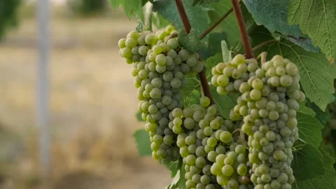Fresh grape on the vineyard Stock Footage 169134946