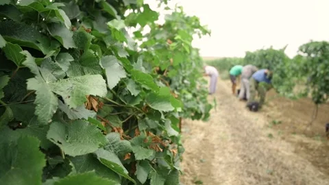Fresh grape on the vineyard Stock Footage 169136132
