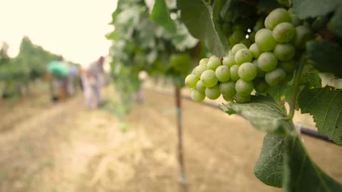 Fresh grape on the vineyard Stock Footage 169136189