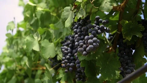 Fresh grape on the vineyard Stock Footage 169136383