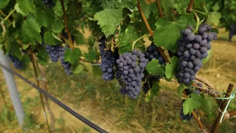 Fresh grape on the vineyard Stock Footage 169136424
