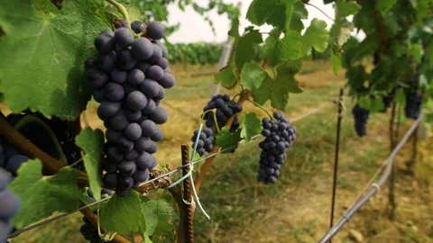Fresh grape on the vineyard Stock Footage 169136528