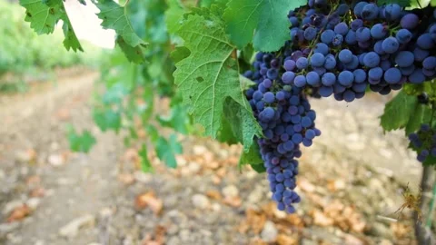 Fresh grape on the vineyard Stock Footage 169137538