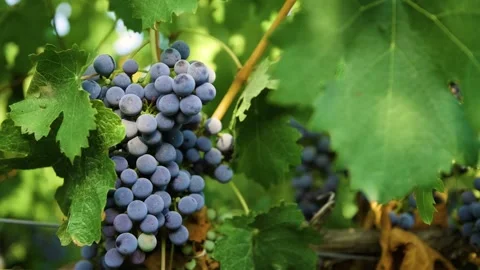 Fresh grape on the vineyard Stock Footage 169137581