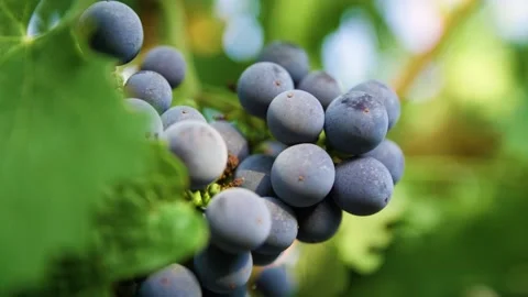 Fresh grape on the vineyard Stock Footage 169137728