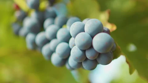 Fresh grape on the vineyard Stock Footage 169138584