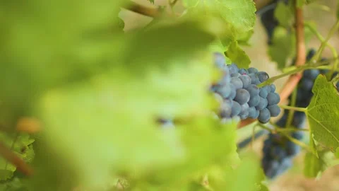 Fresh grape on the vineyard Stock Footage 169138602