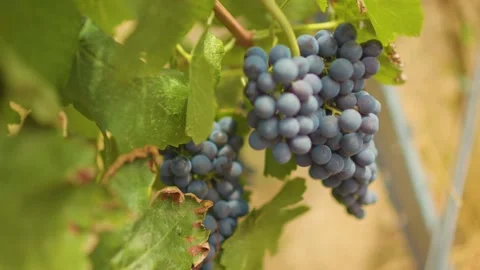 Fresh grape on the vineyard Stock Footage 169138710