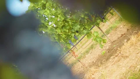 Fresh grape on the vineyard Stock Footage 169138736