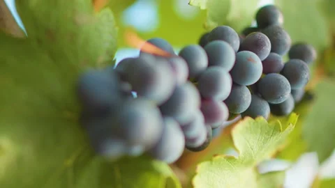Fresh grape on the vineyard Stock Footage 169138789