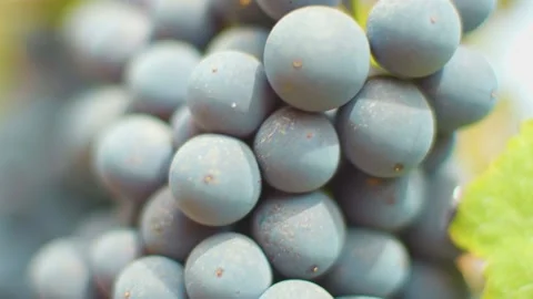 Fresh grape on the vineyard Stock Footage 169138891