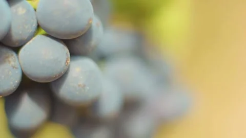 Fresh grape on the vineyard Stock Footage 169138929