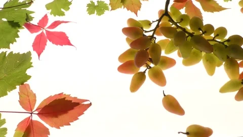 Fresh grapes on a backlight background surrounded by autumn leaves. Stock Footage 138389298