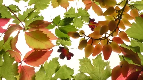 Fresh grapes on a backlight background surrounded by autumn leaves. Stock Footage 138389350