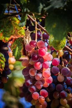 Fresh Grapes bunch Stock Photos