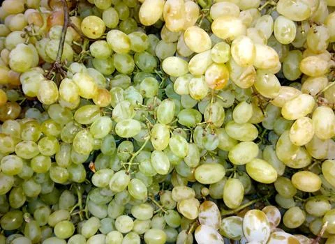 Fresh grapes close-up Stock Photos