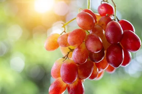 Fresh grapes in focus with blurred background highlighting natural texture .. Stock Photos