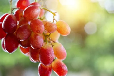 Fresh grapes in focus with blurred background highlighting natural texture .. Stock Photos