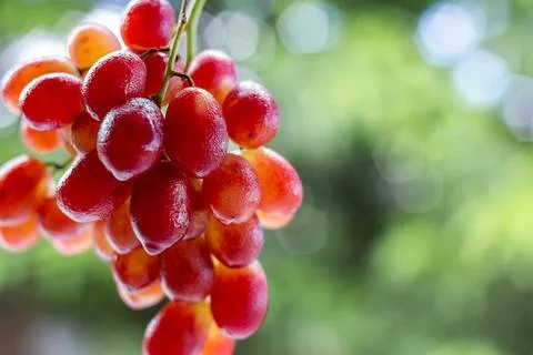 Fresh grapes in focus with blurred background highlighting natural texture .. Stock-Fotos