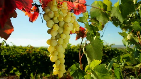 Fresh grapes Stock Footage 1399856